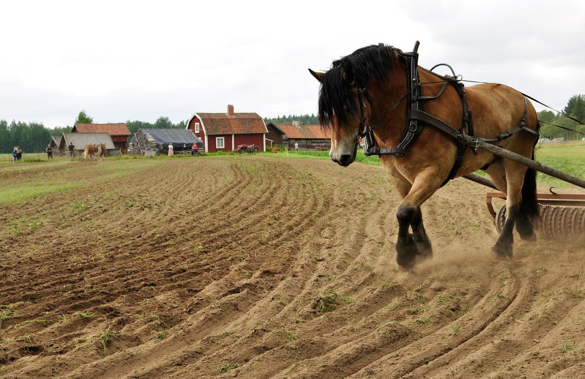 Våra viktigaste hästar när krisen kommer är utrotningshotade