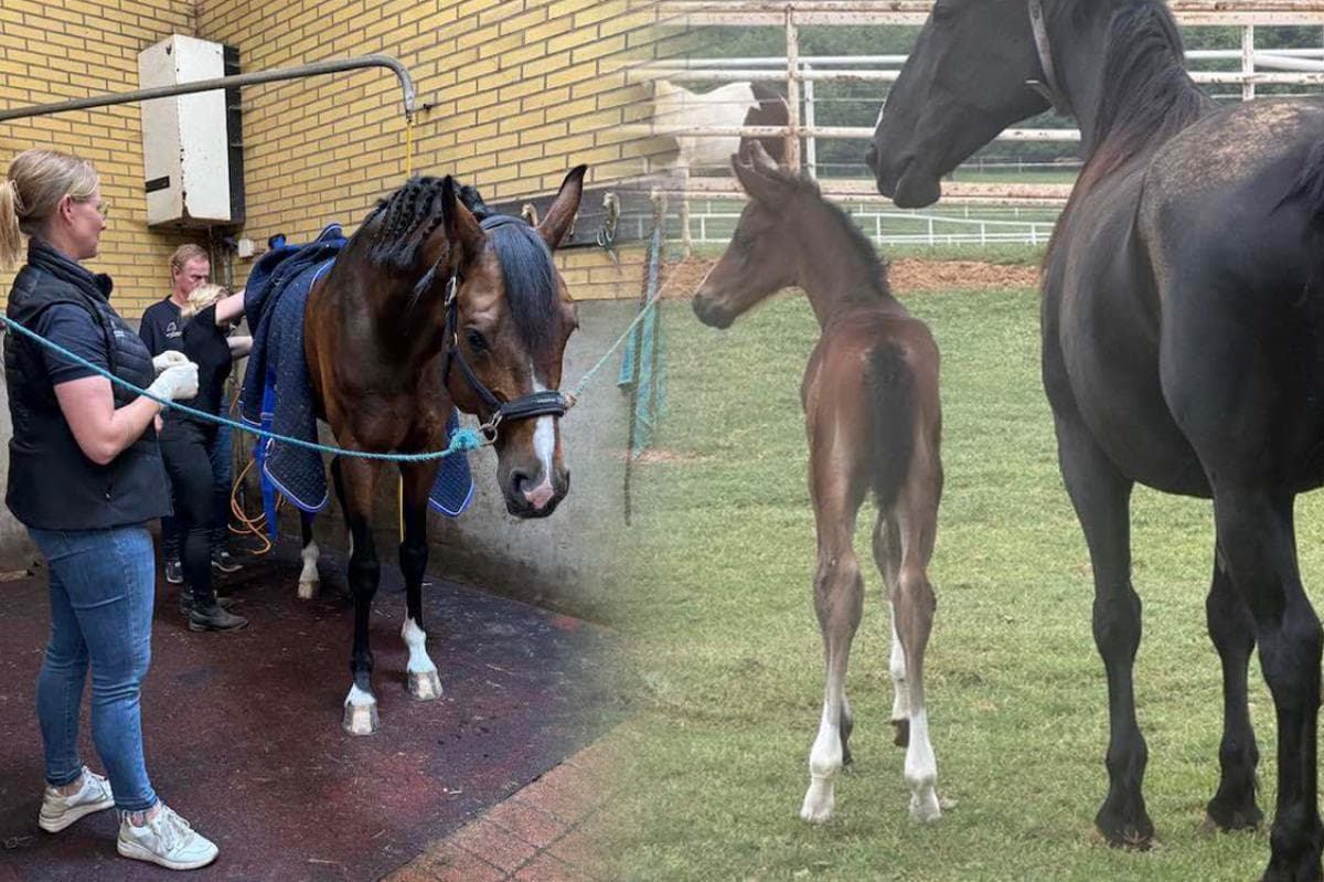 Två Donkey Boy-kloner födda i Texas: "Planen är en tävlingskarriär"
