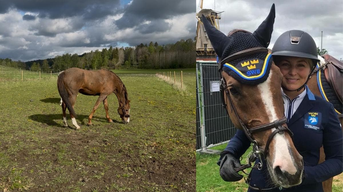 Charmonix hemma igen – efter uppmärksammade auktionen: “Nu vet jag att hon får vara häst”
