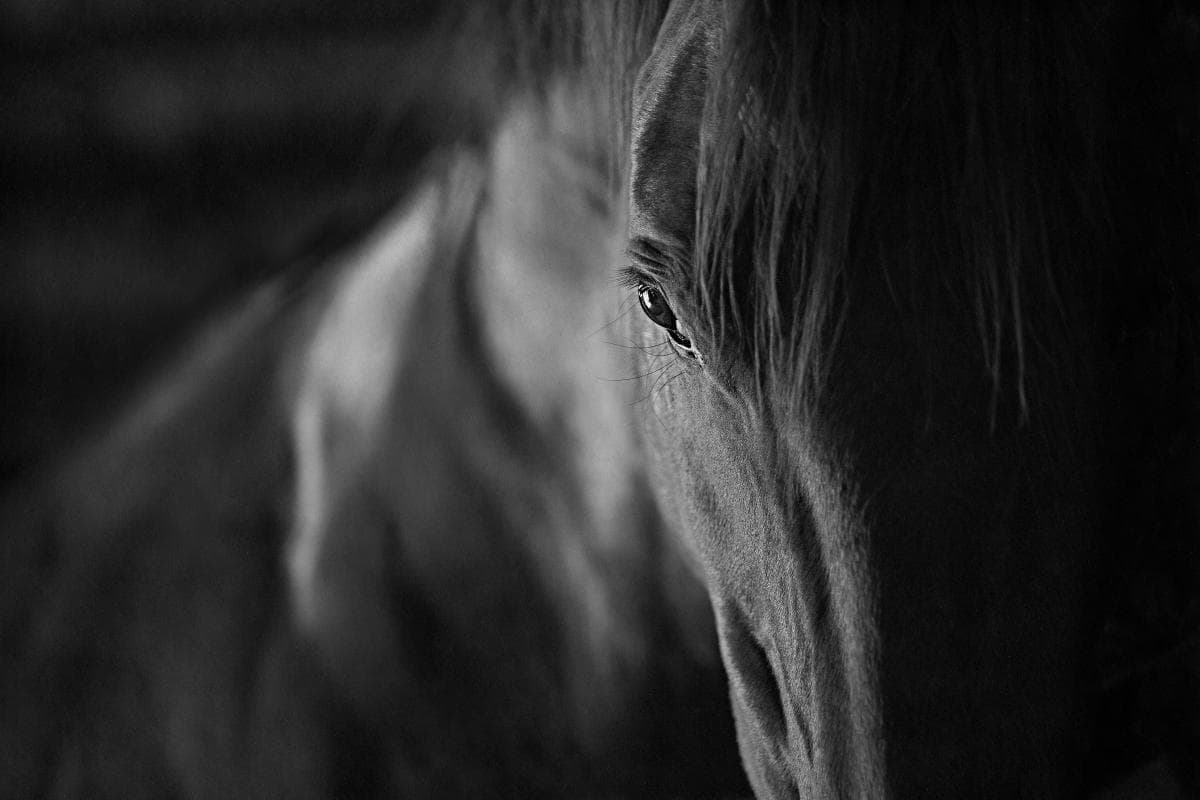 Veterinär förbjuds ha djur – hästar levde under bristande förhållanden