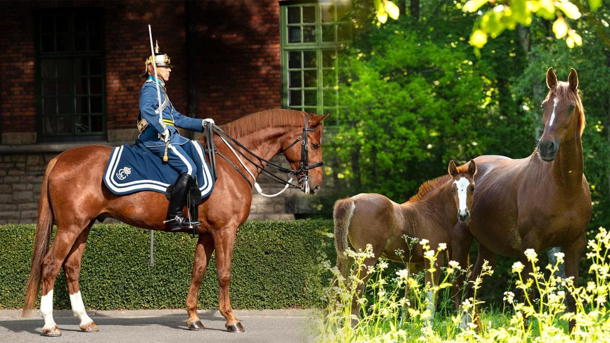 Nu kan du bli fadder åt en framtida högvaktshäst
