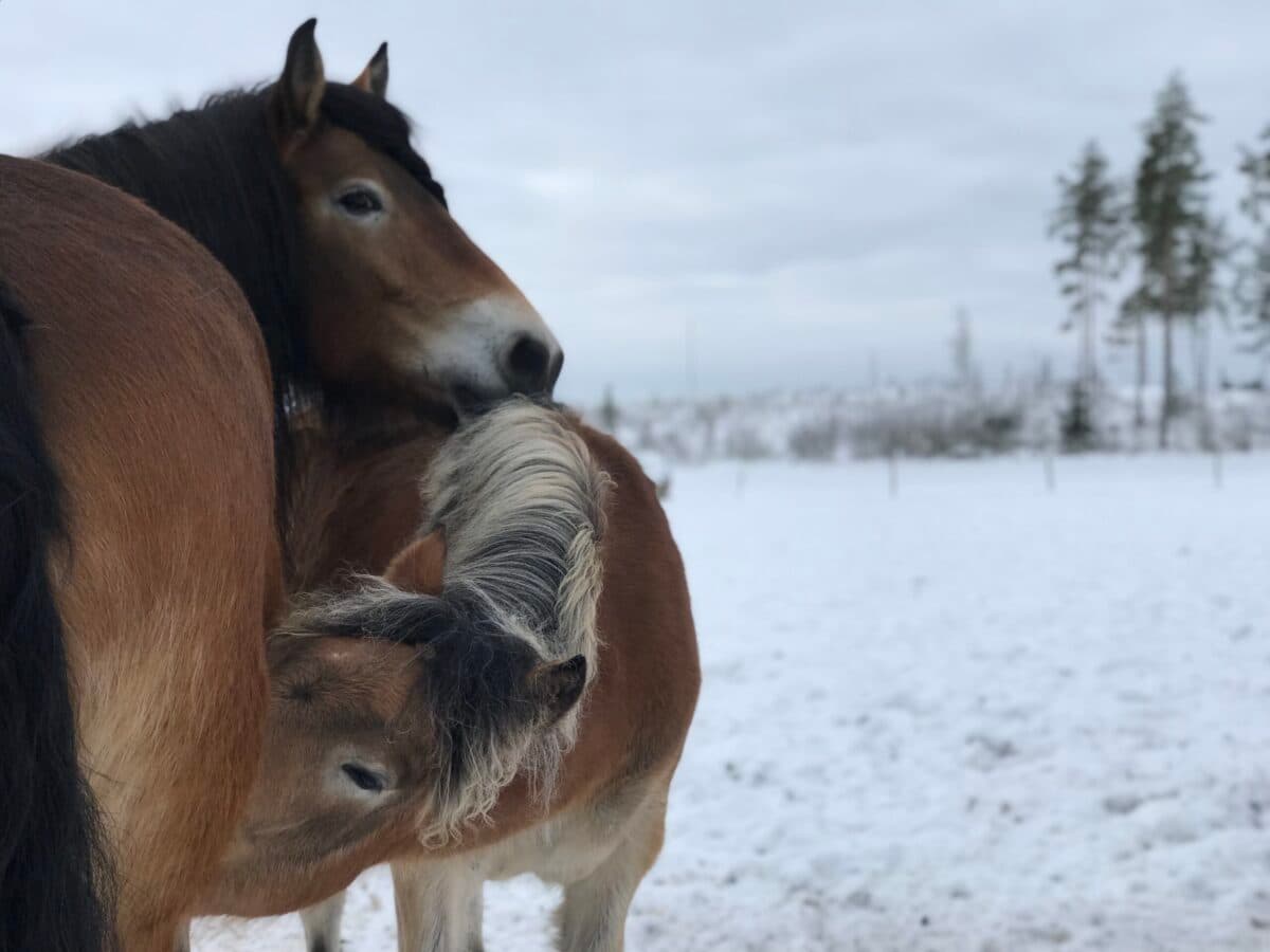 Avelsträff samlade hästuppfödare