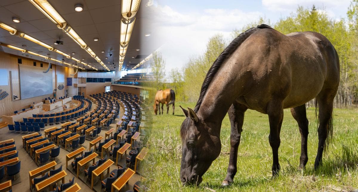 Ny granskning: Stora skillnader i partiernas djurpolitik