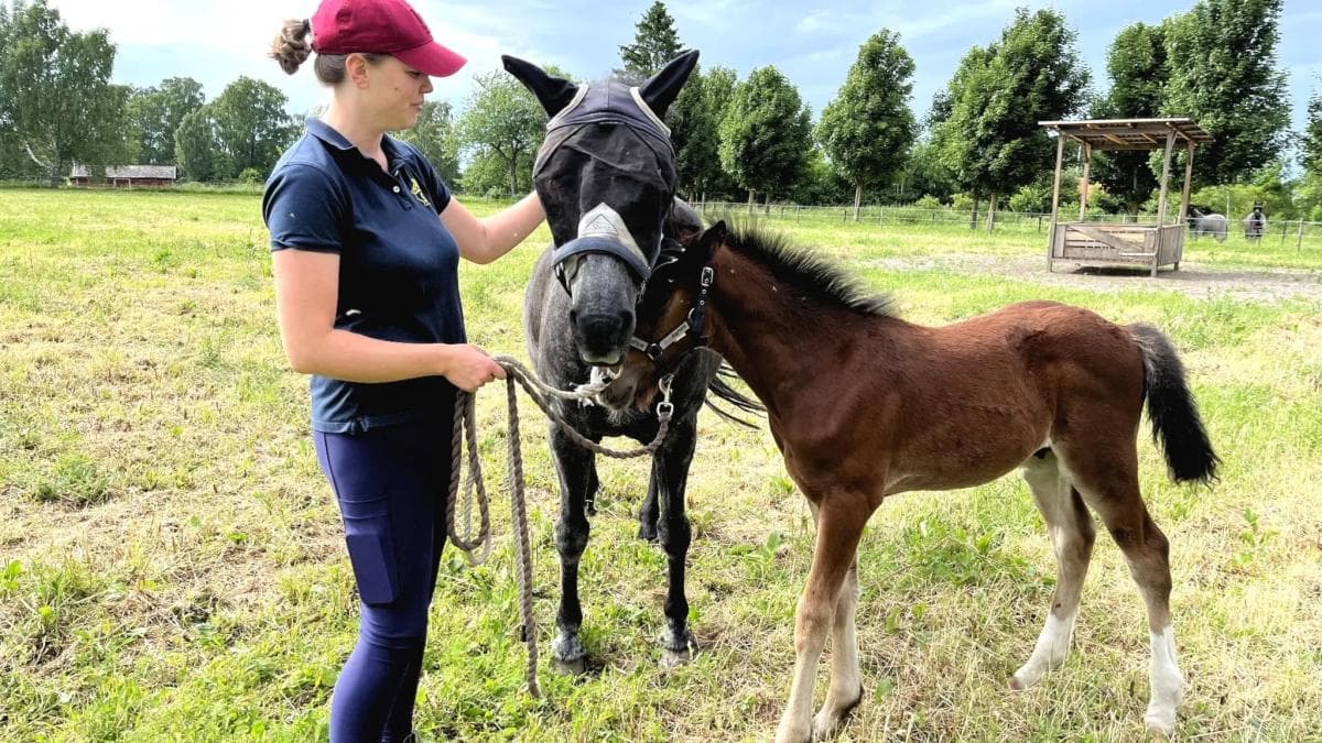 Moderlösa Berra har fått en ny mamma – genom skenfödsel